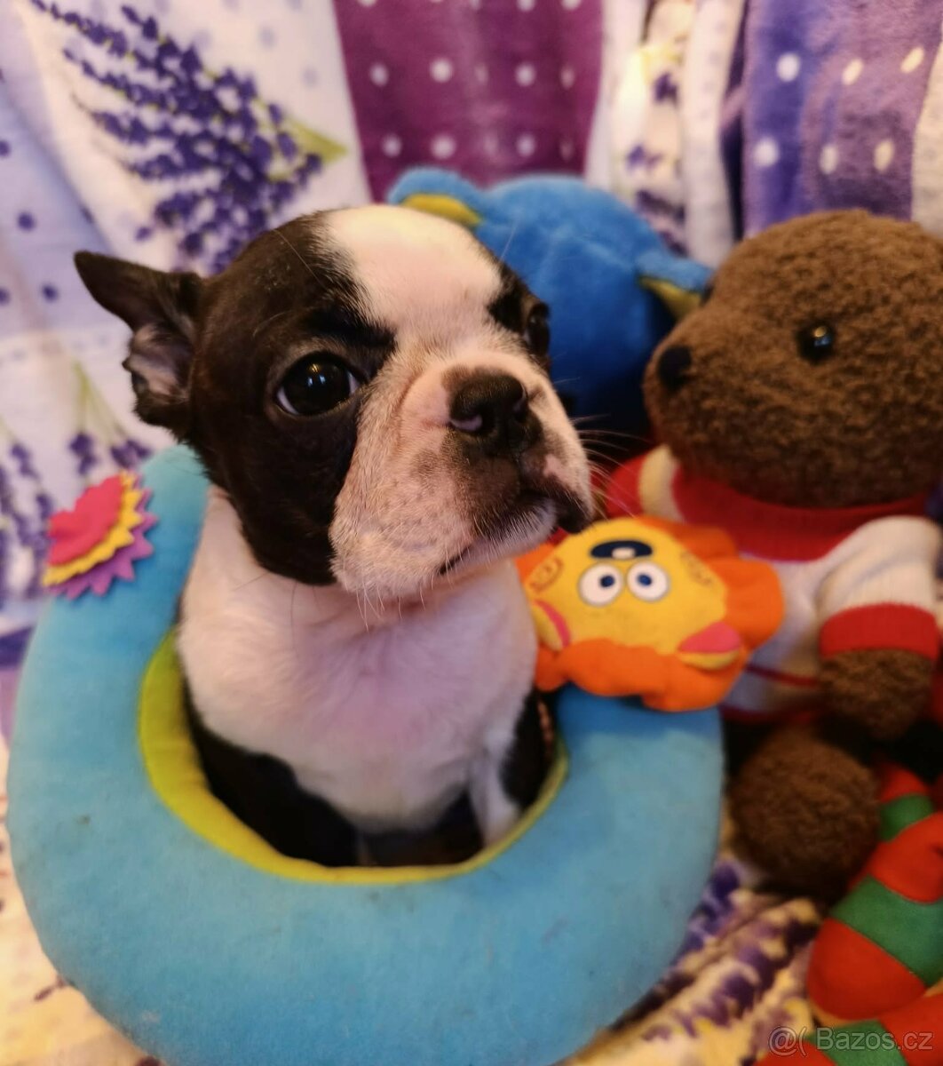 Boston,Bostonský teriér,Boston Terrier s PP - 2