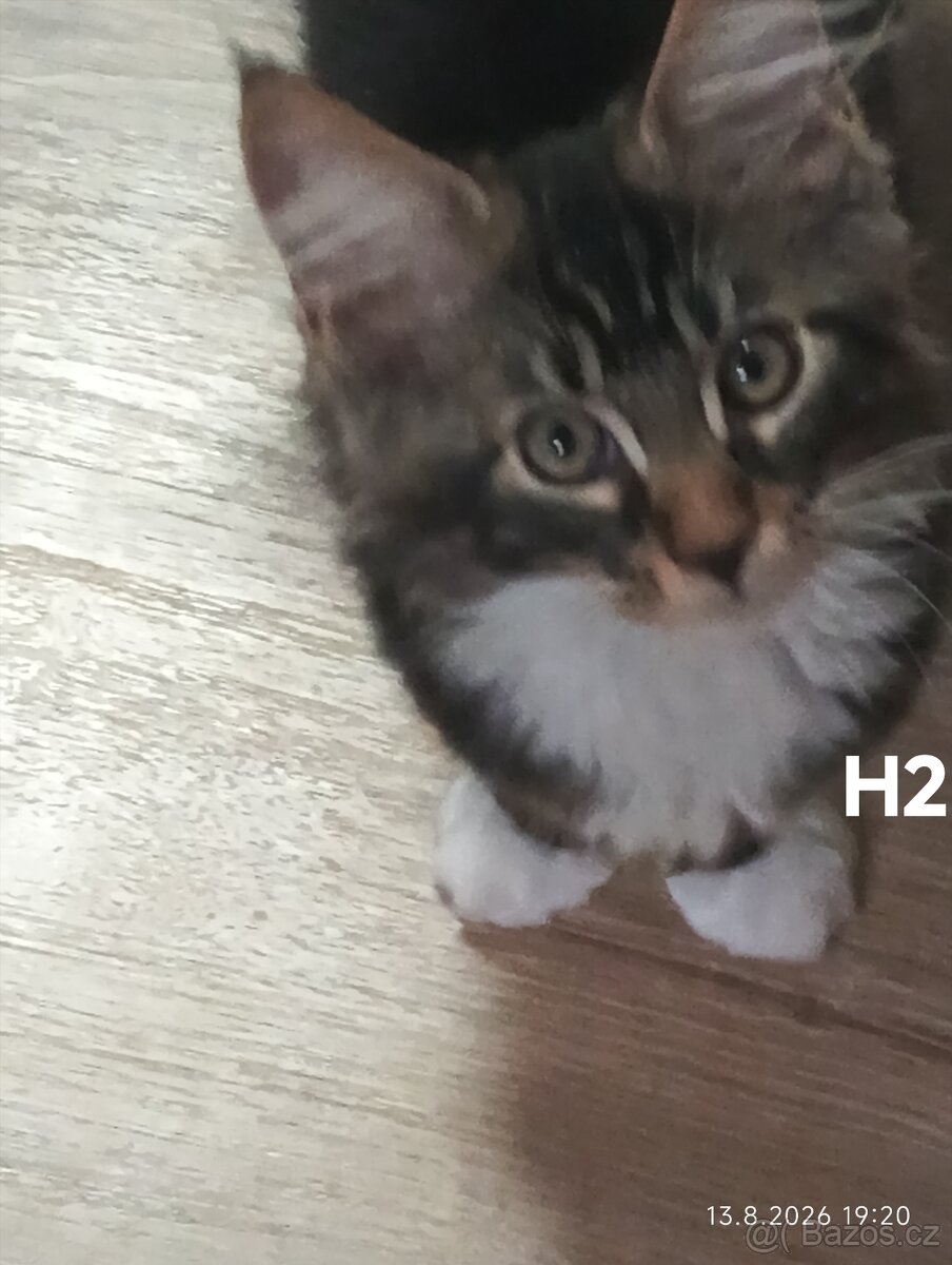 Mainská mývalí bez PP - 2