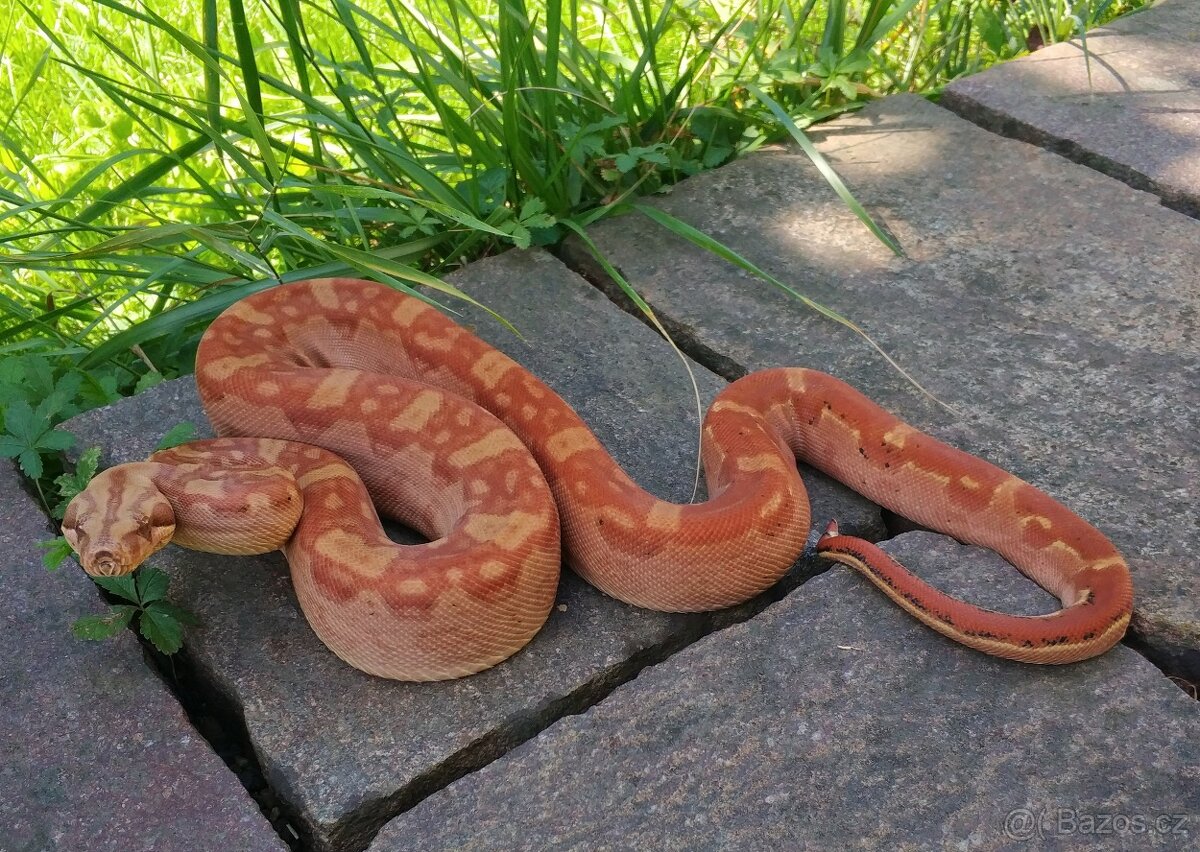 Boa imperator - Keltic VPI Sunglow, Aztec VPI Sunglow - 2