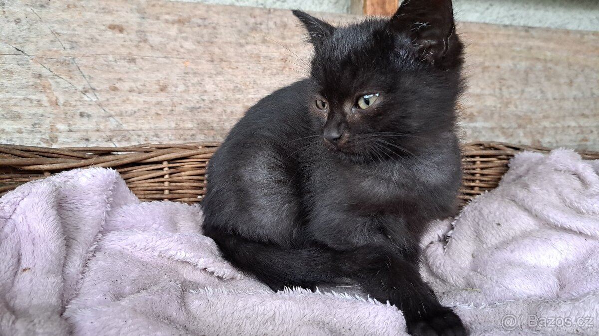 Darujeme kotě - 2