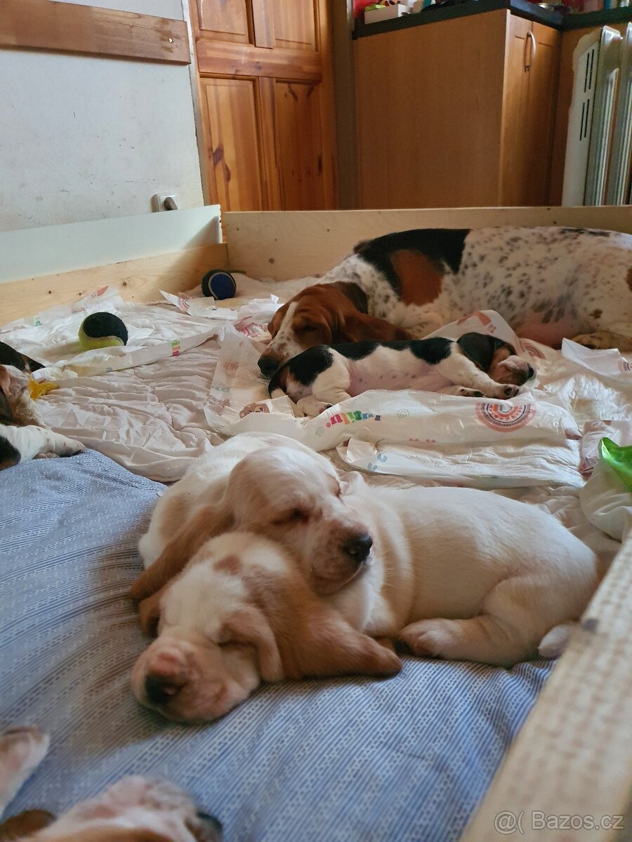 ŠTĚŇATA BASSET HOUND BEZ PP PO RODIČÍCH S PP - 2