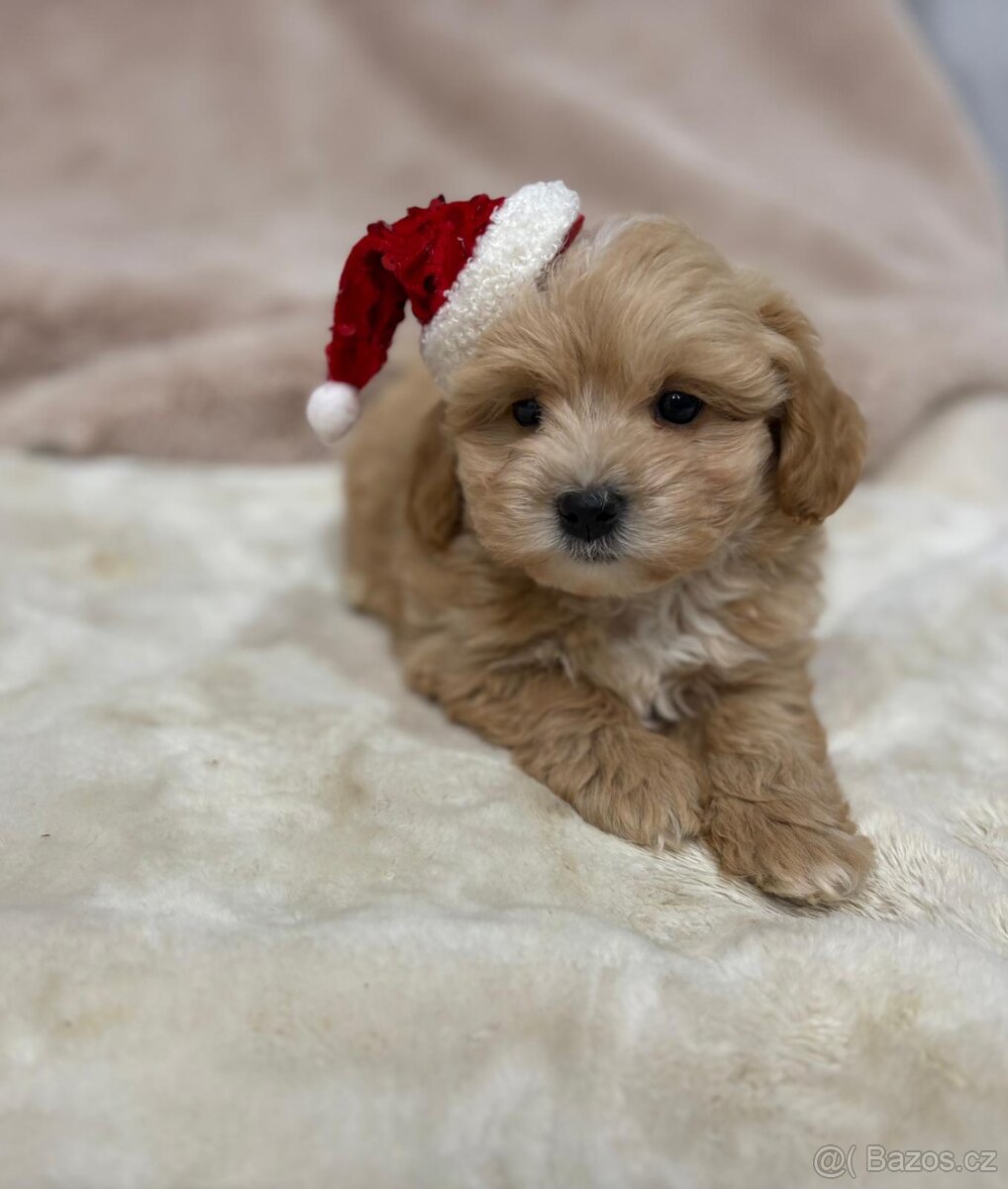 Maltipoo - 2