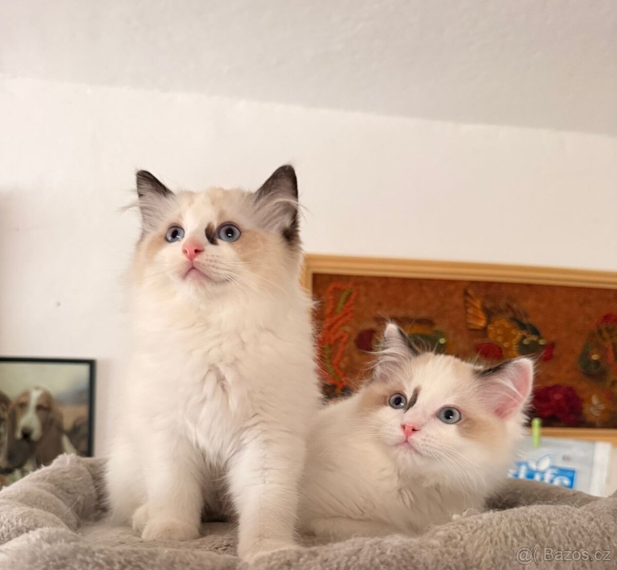 Ragdoll koťátka s PP - 2