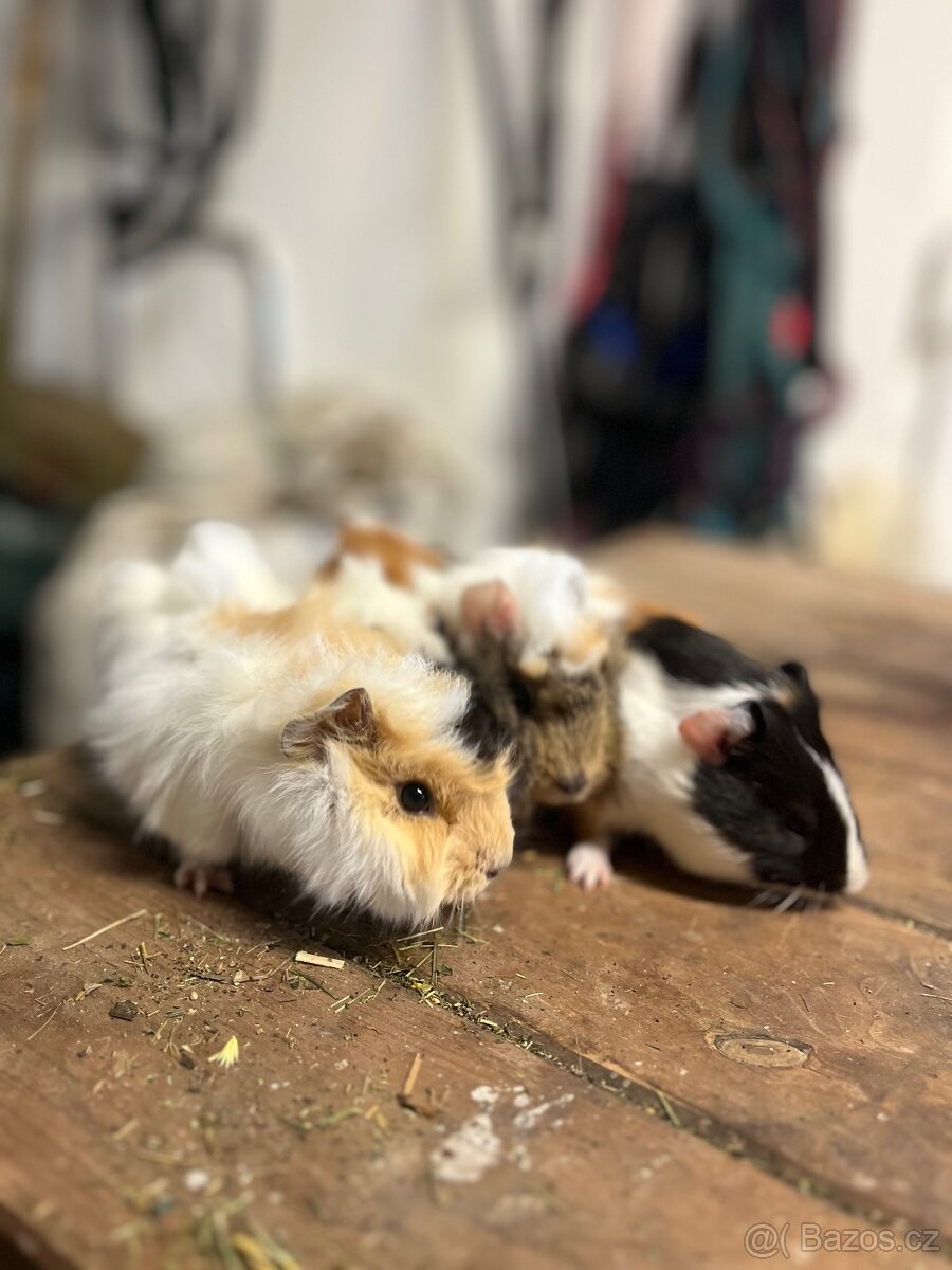 Morčata - rozety a hladkosrsté morče samci - 2