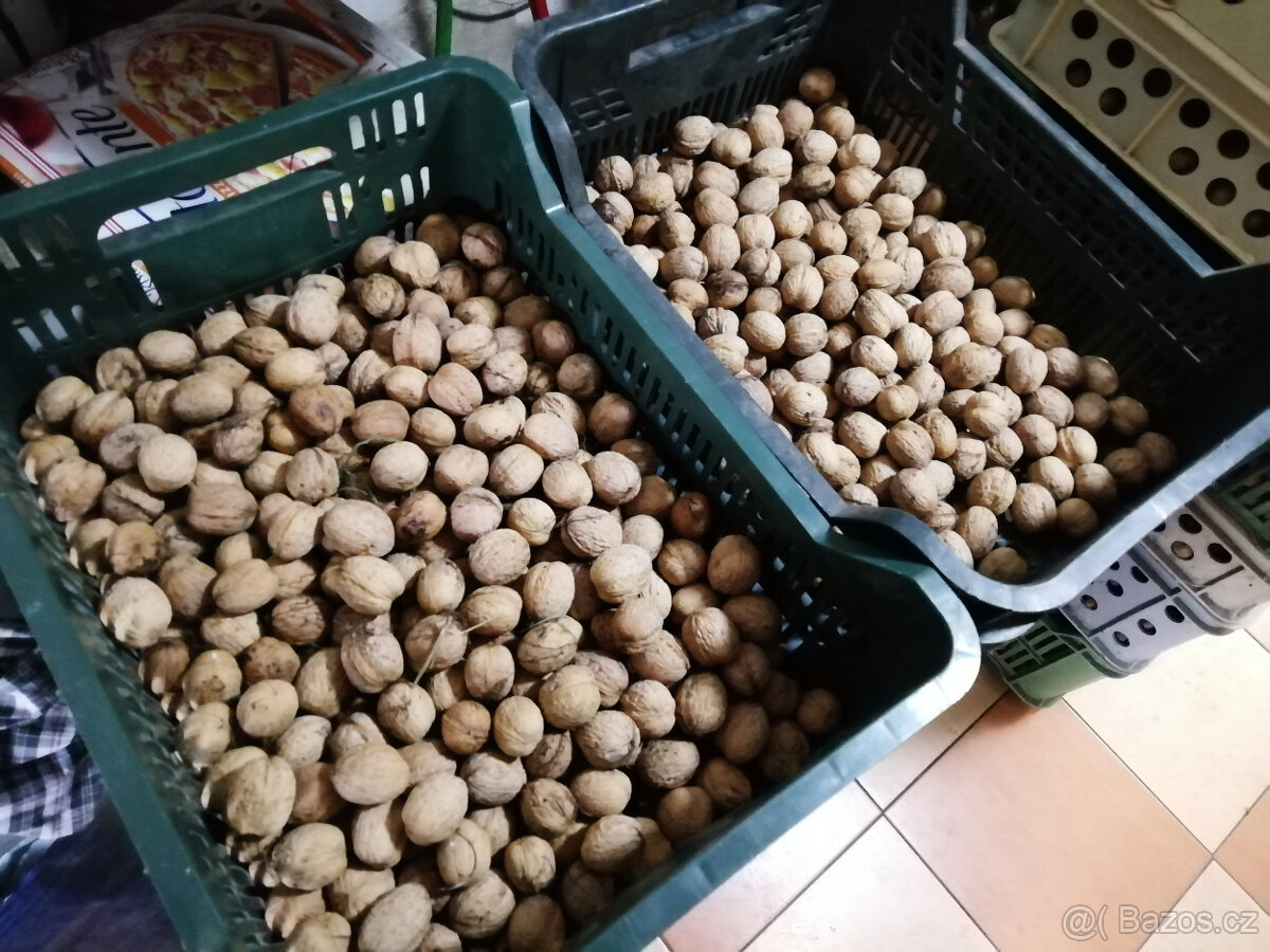 Vlašské ořechy - 2