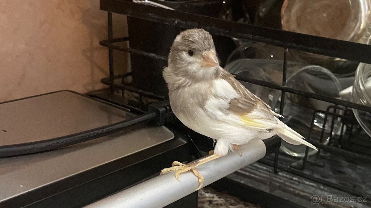 Nabízím samička narozeniny 6/2025. - 2