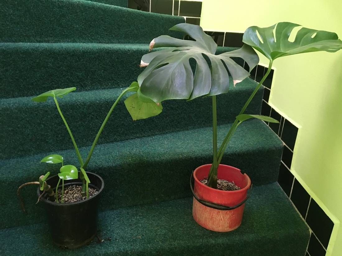 pokojové kytky č.2 - 2