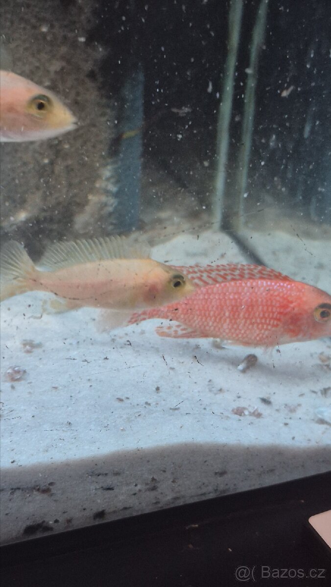 Tlamovci Aulonocara Red Rubín - 2