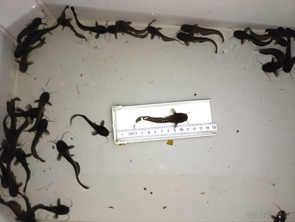 Sumec velký 7-10 cm - 2