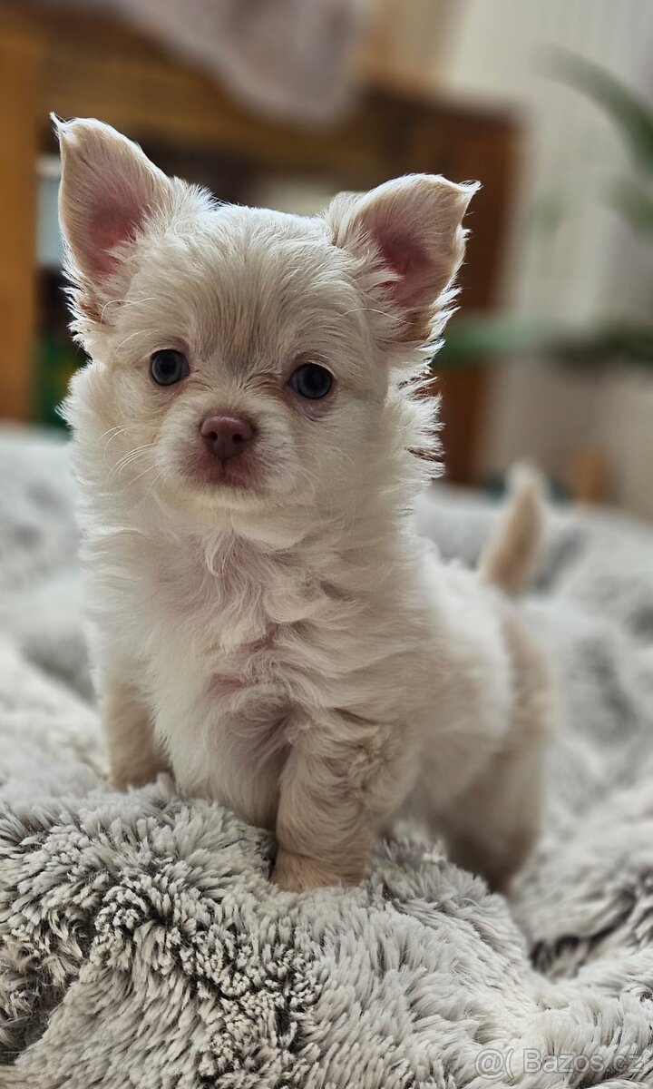 Čivava dlouhosrstá fenka - 2