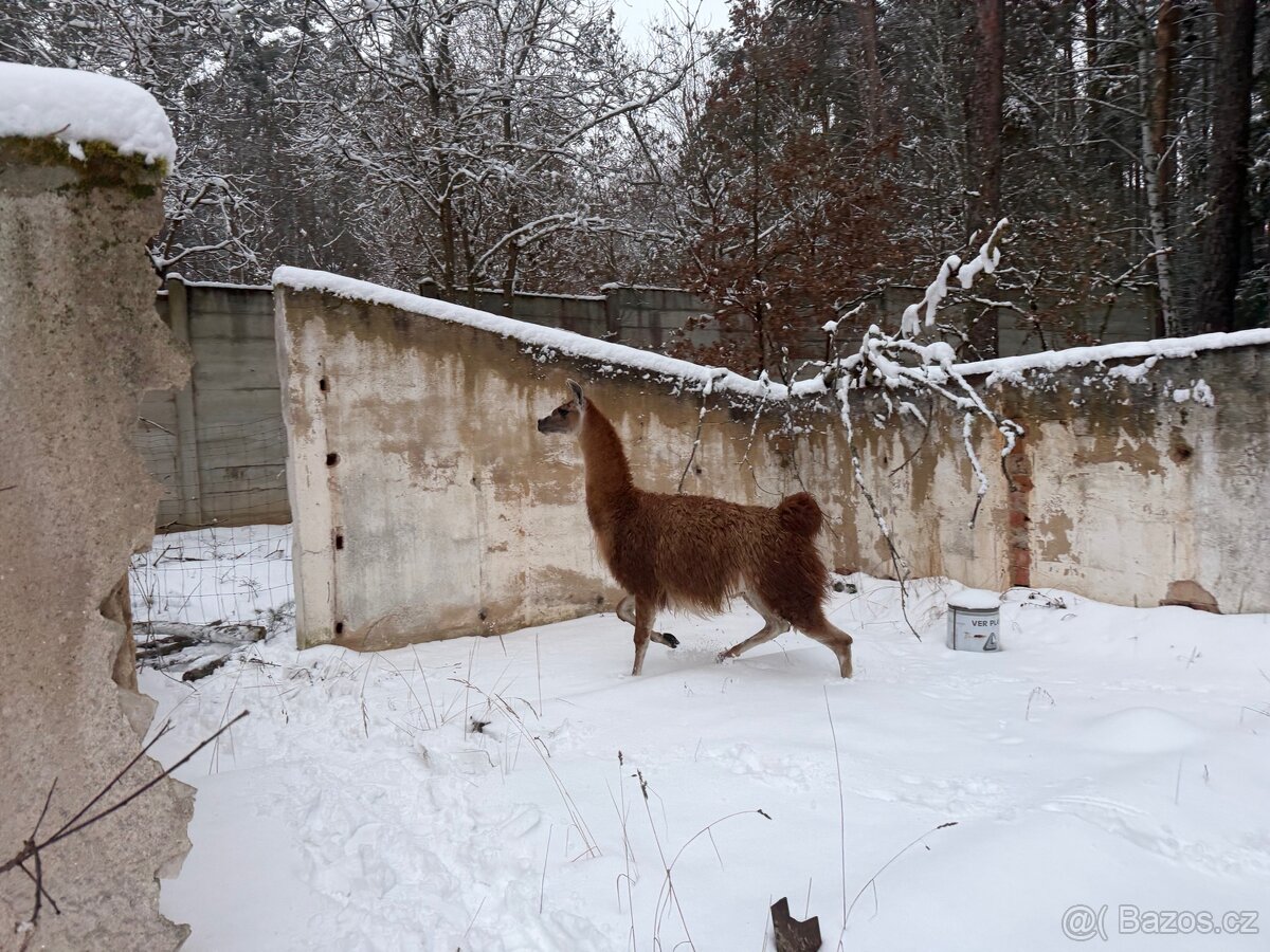 Lama krotká - samec - 2