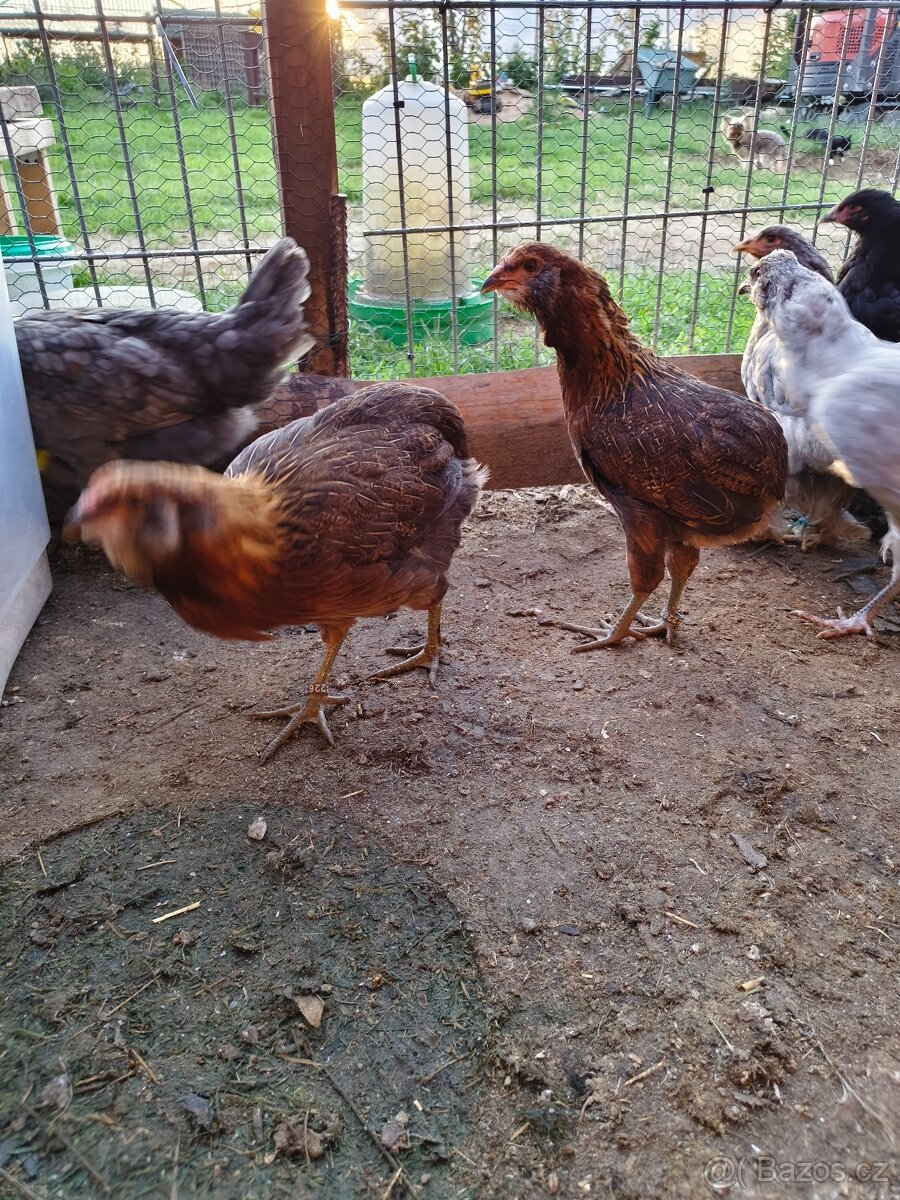 Kuričky araukany - 2