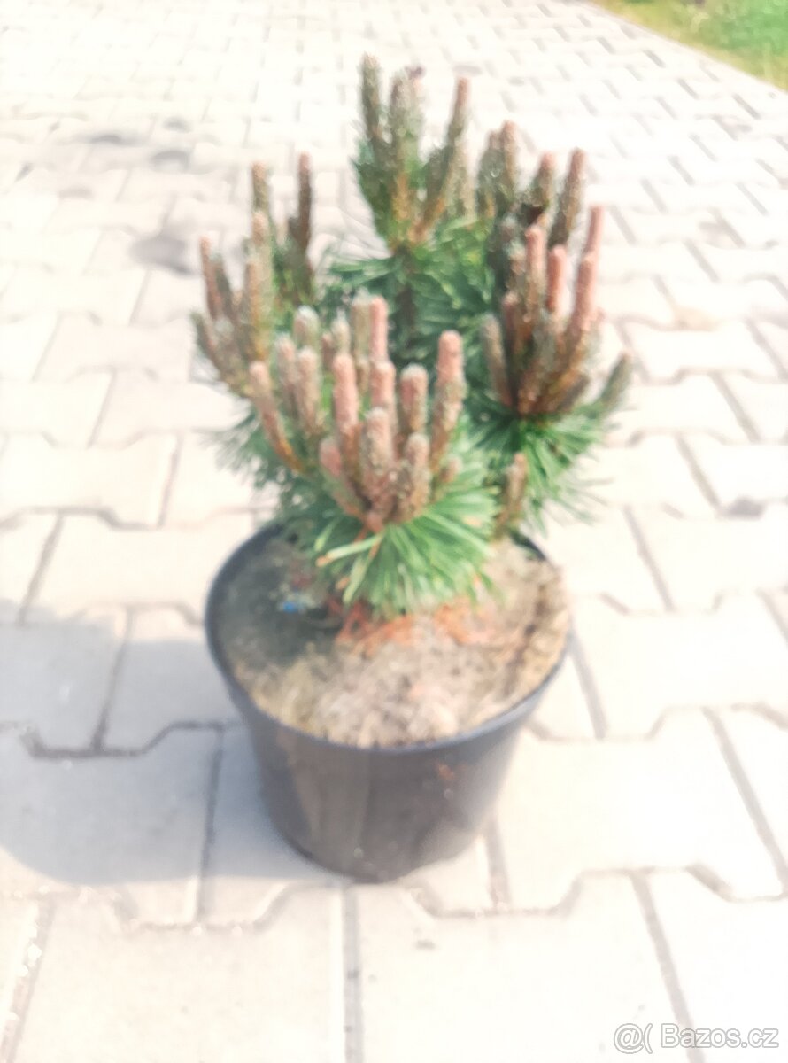 Pinus mugo - 2