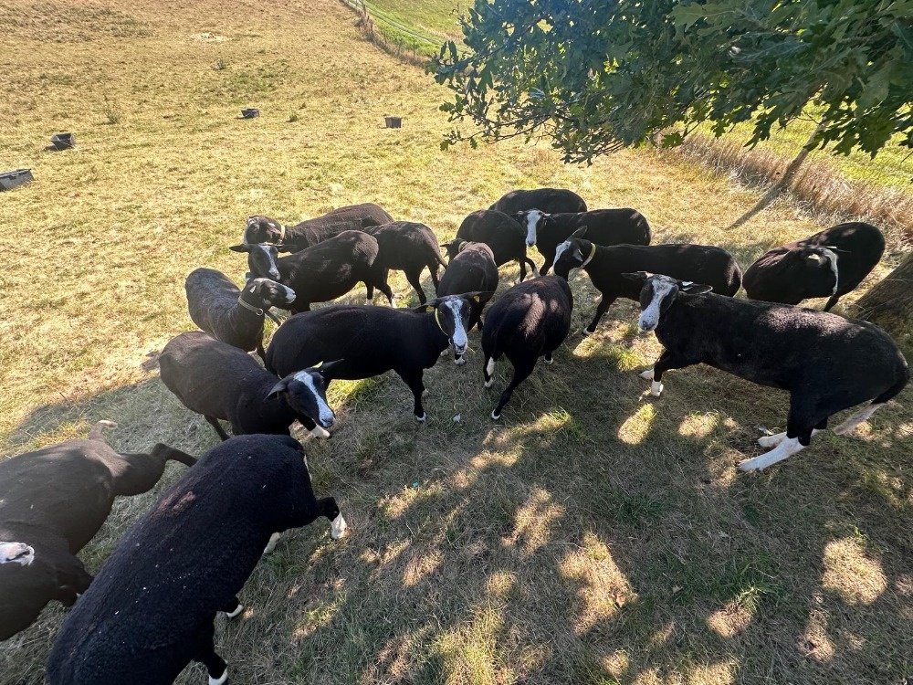 Zwartbles plemenné ovce 3/2025 s POP - 2