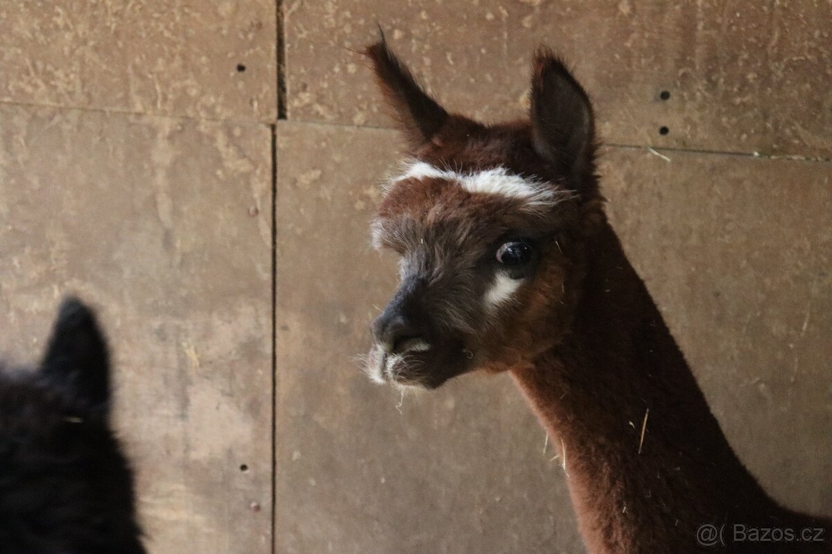 LAMA ALPAKA PRODEJ - 2