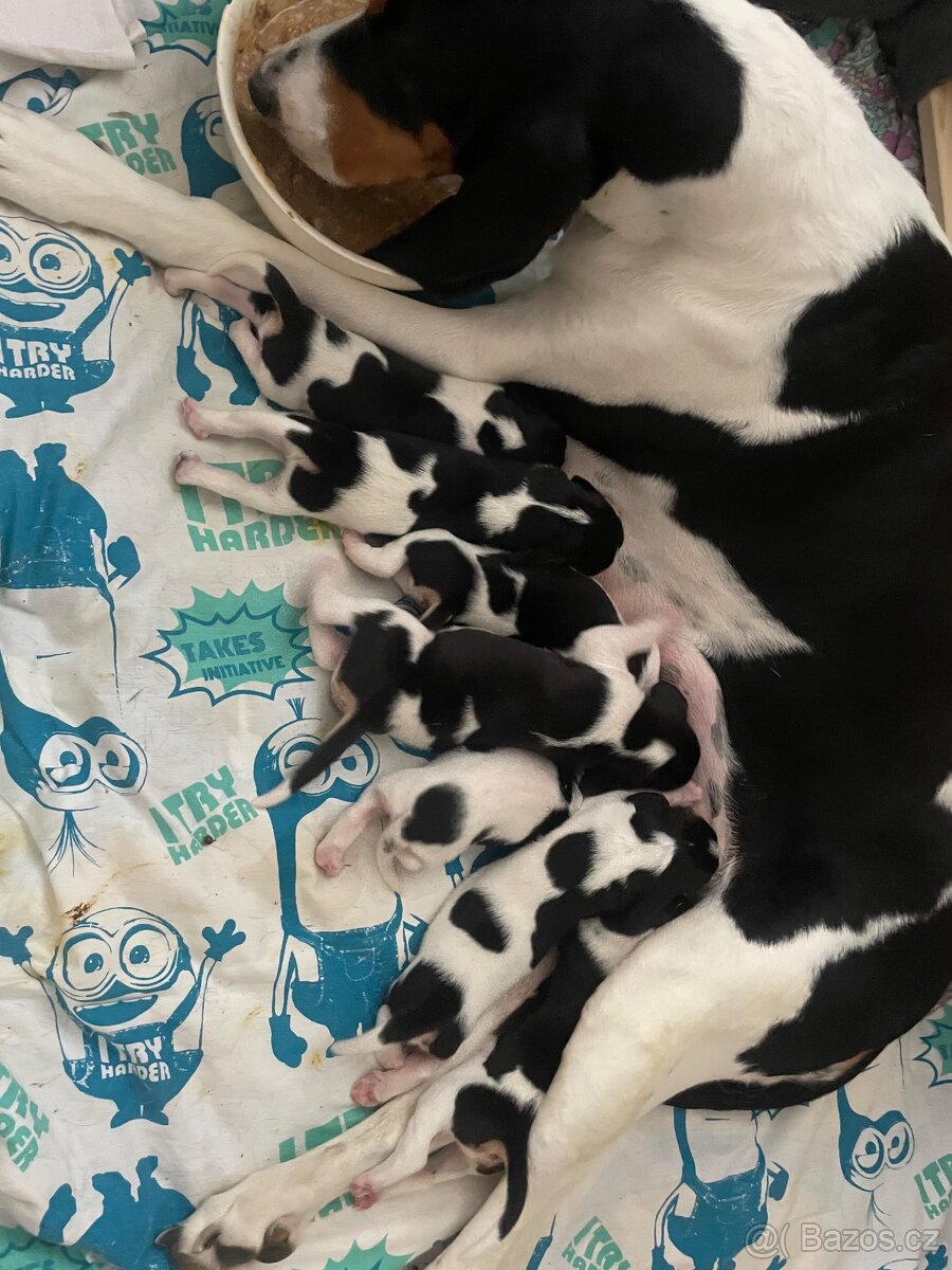 Bernský honič krásná štěňata - 2