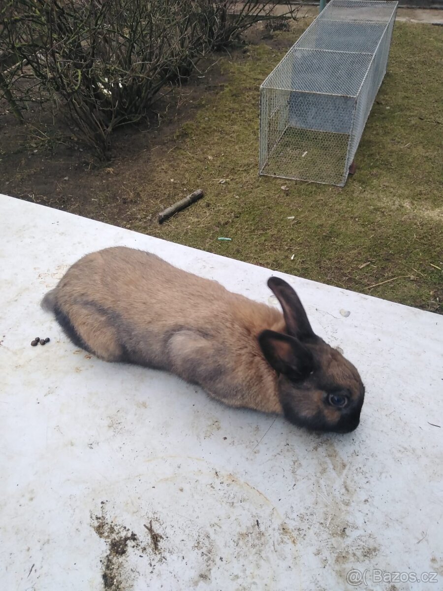 Prodám durynské králíky - 2