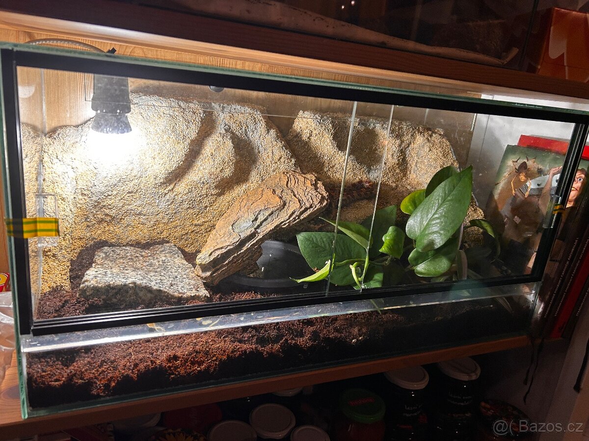 Užovka červená samec - včetně terária - 2