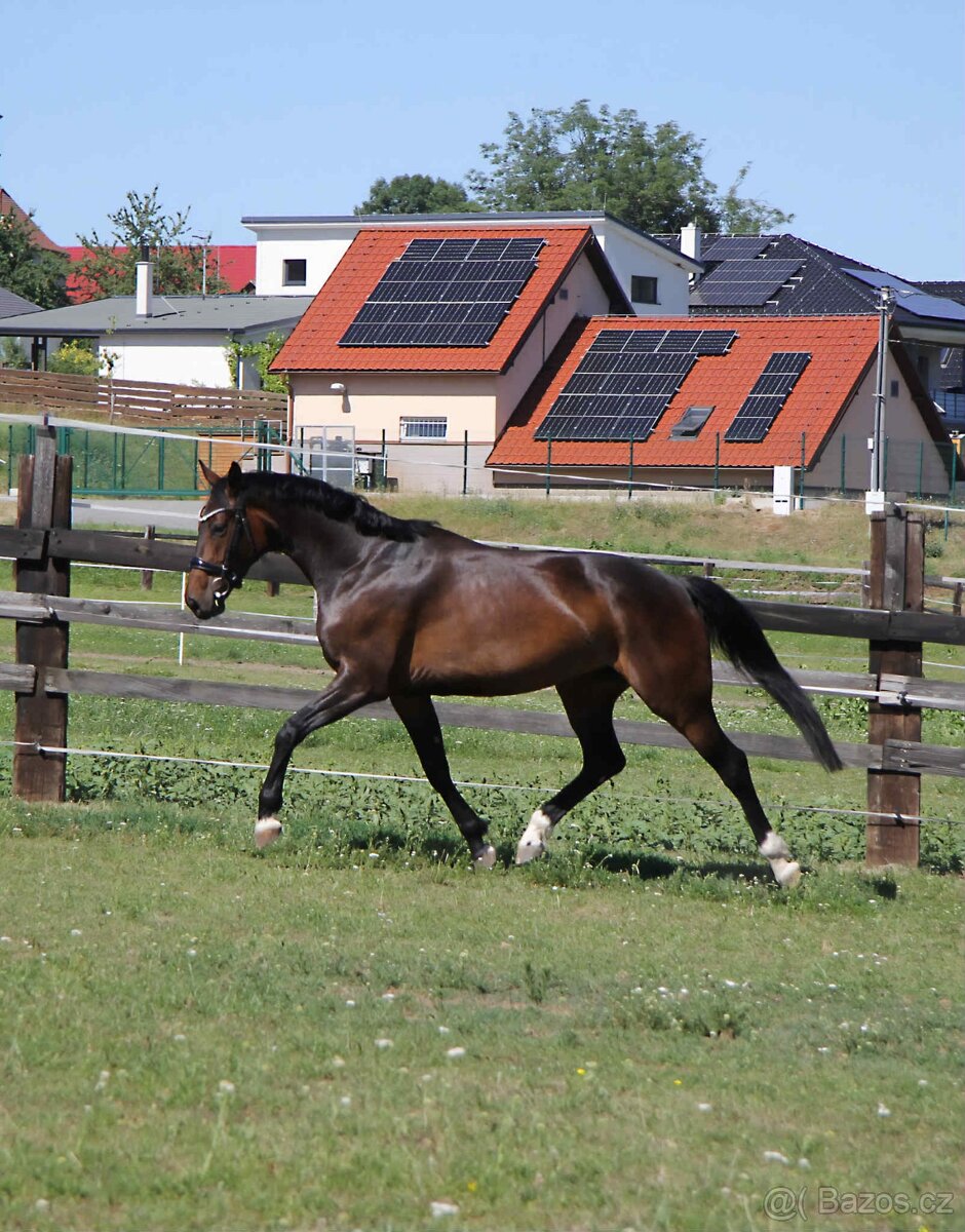 Charakterní klisna do sportu nebo jako luxusní hobby kůň - 2