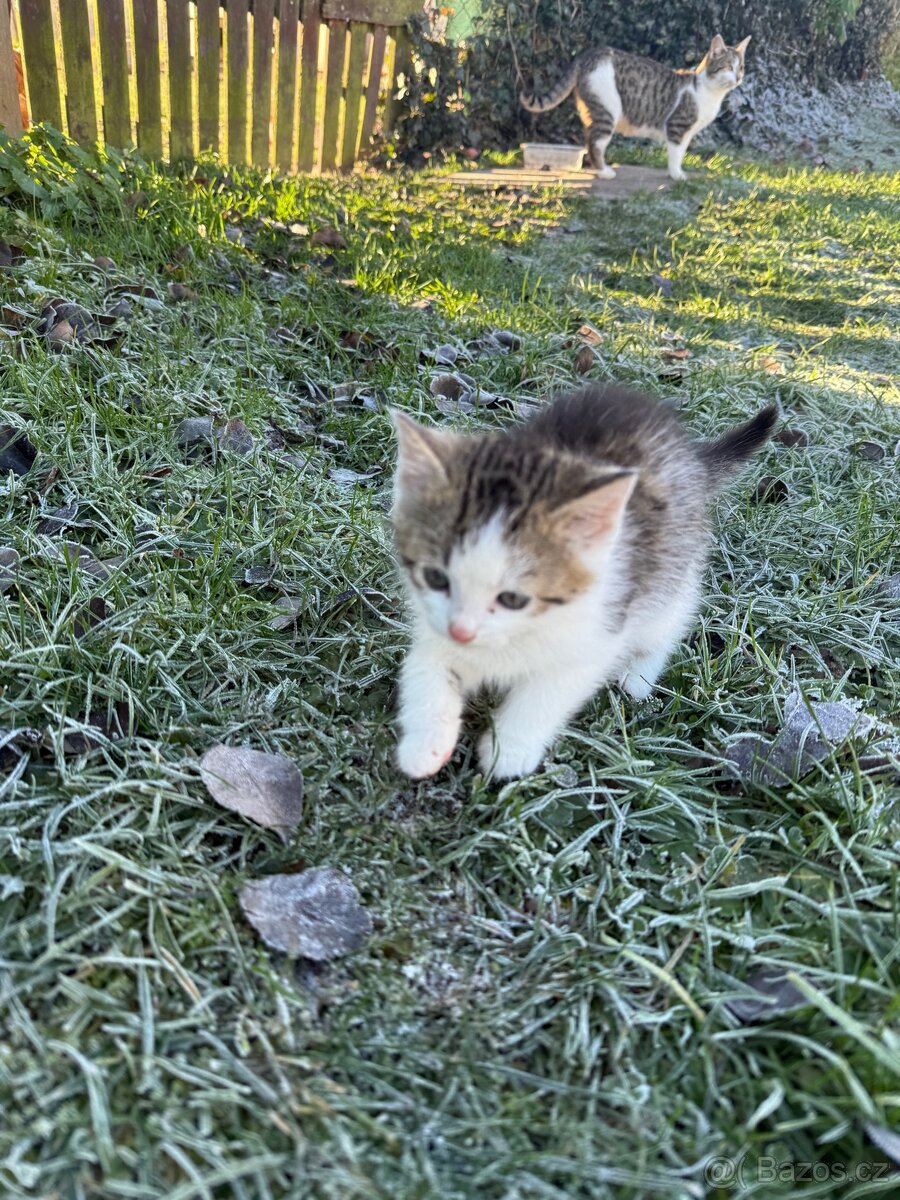 Kotě - Dobříš - 2