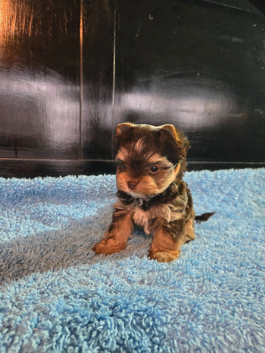 Jorkšírský teriér - 2
