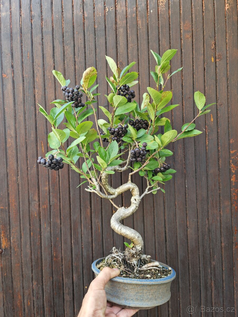 Bonsai, Bonsaj -1 - 2