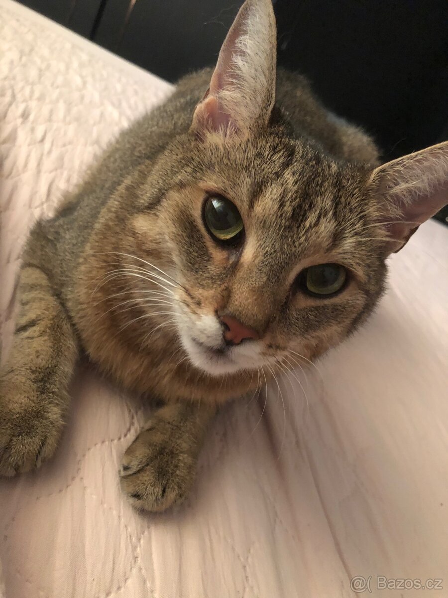 Domácí kočka - 2
