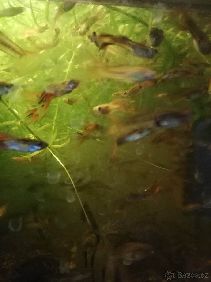 Prodam pavi ocka - 2