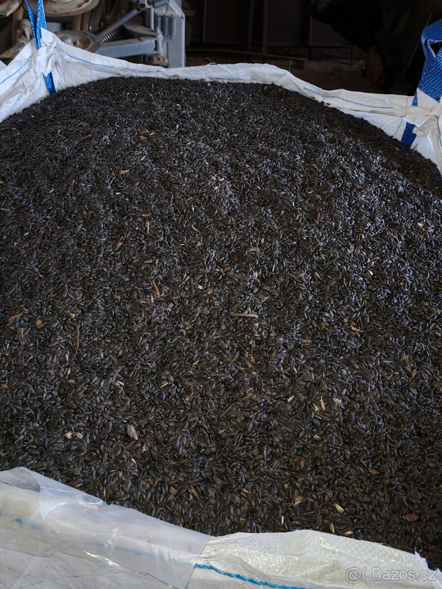 Slunečnice černá - 2