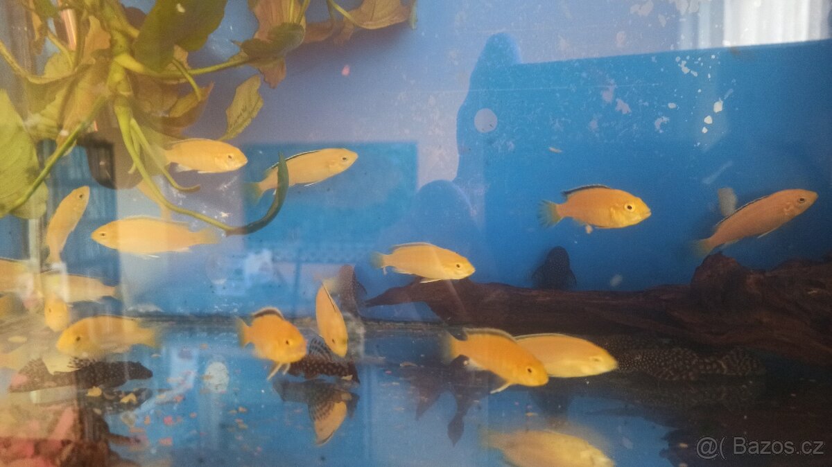 Labidochromis Yellow - 2