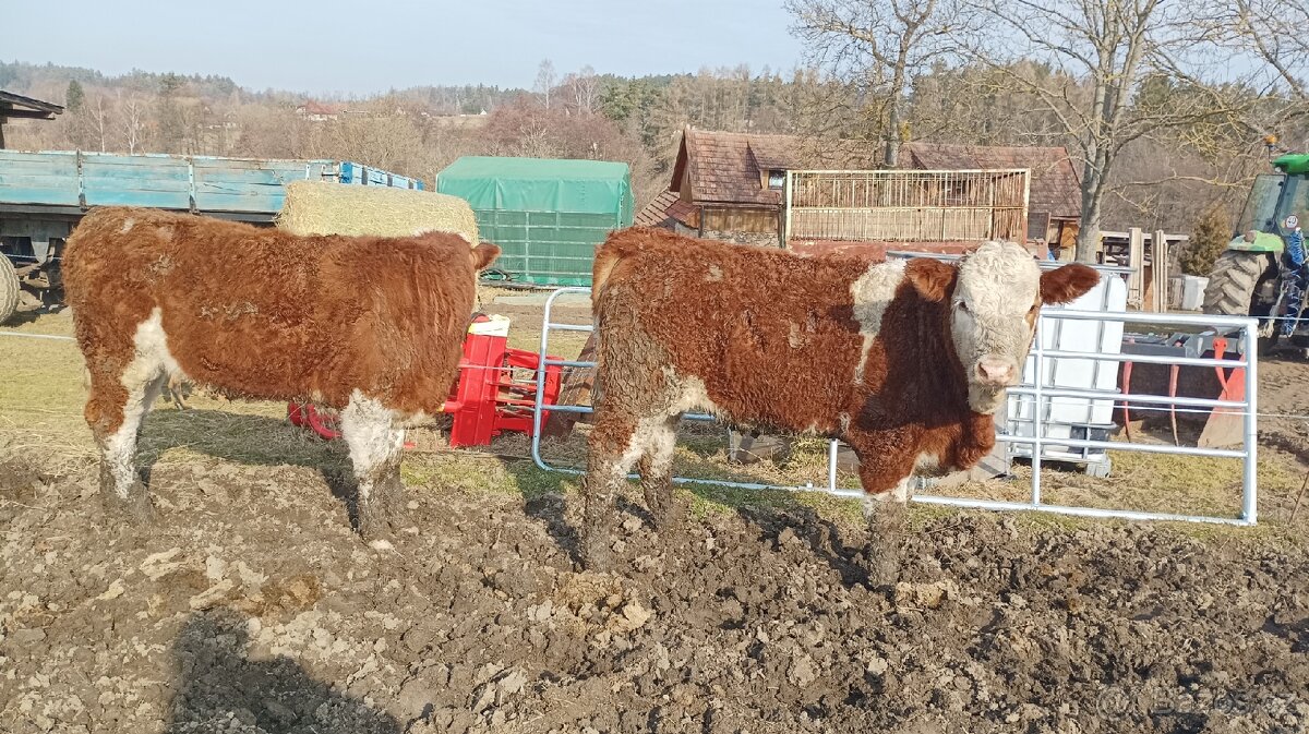 Prodám jalovice - 2