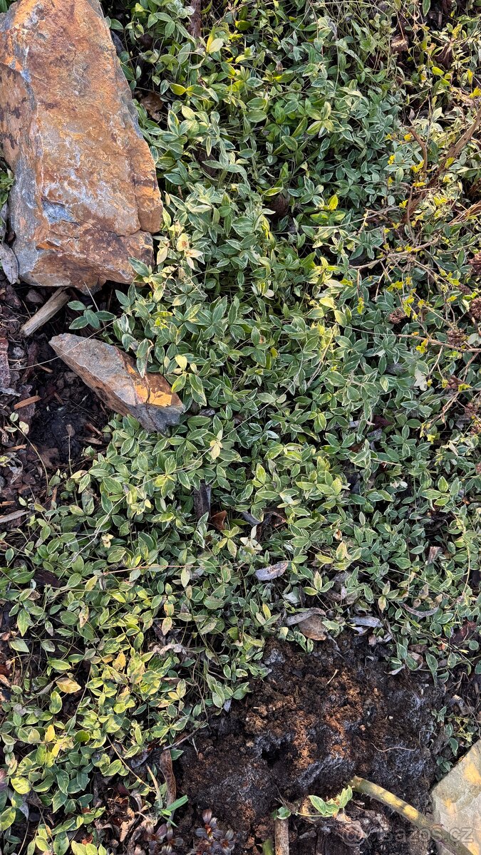 Levandule, bobkovišeň, barvínek - 2