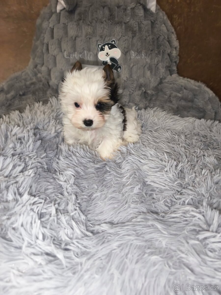 Jorkširský teriér štěňátka - 2