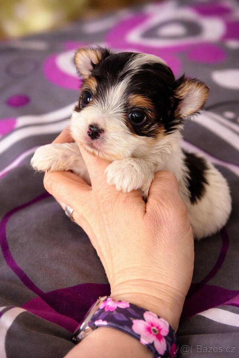 Jorkšírský teriér - 2