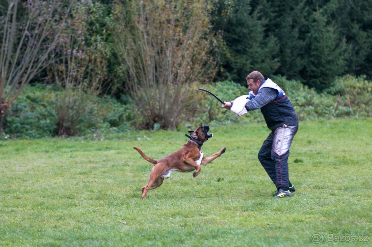 Německý Boxer - 2