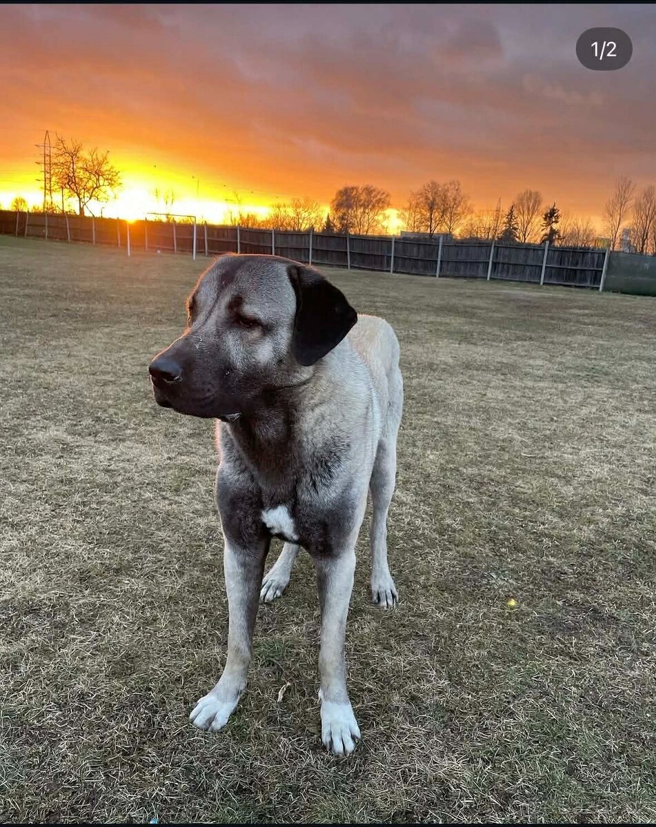 Kangalský pastevecký pes - 2