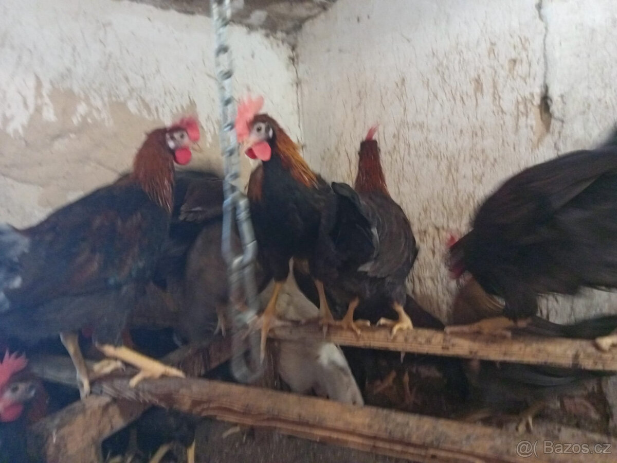 kohouti mladí - 2