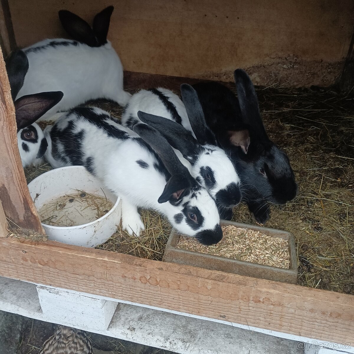 Prodám křížence králíků - 2
