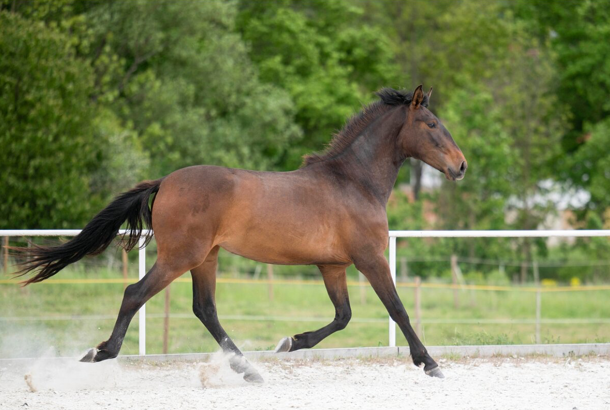 Prodej P.R.E. klisny - 2