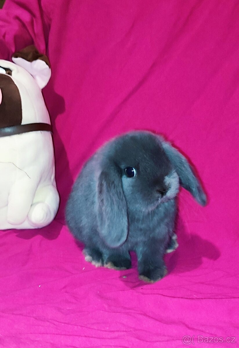 Minilop mláďátka - 2