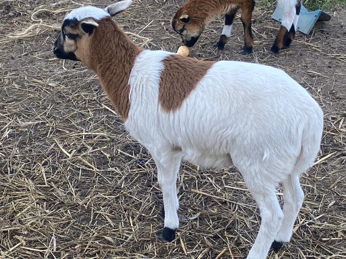 Ovce kamerunská - 2