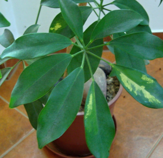 Velké rostliny ŠEFLERA - 2