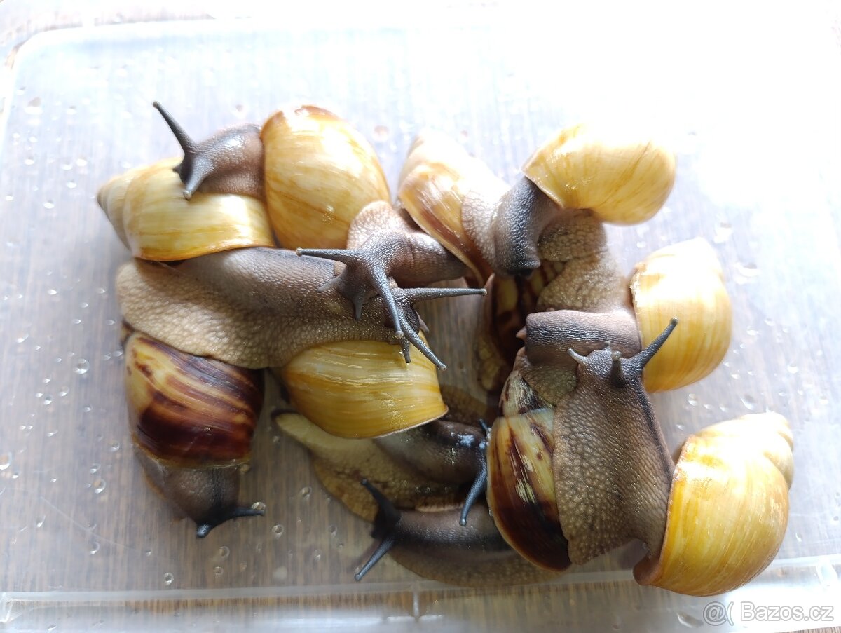 Archachatina marginata candefacta Cameroon - 2