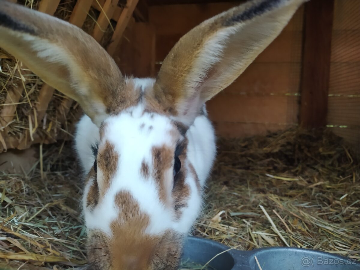 Králík samice - 2