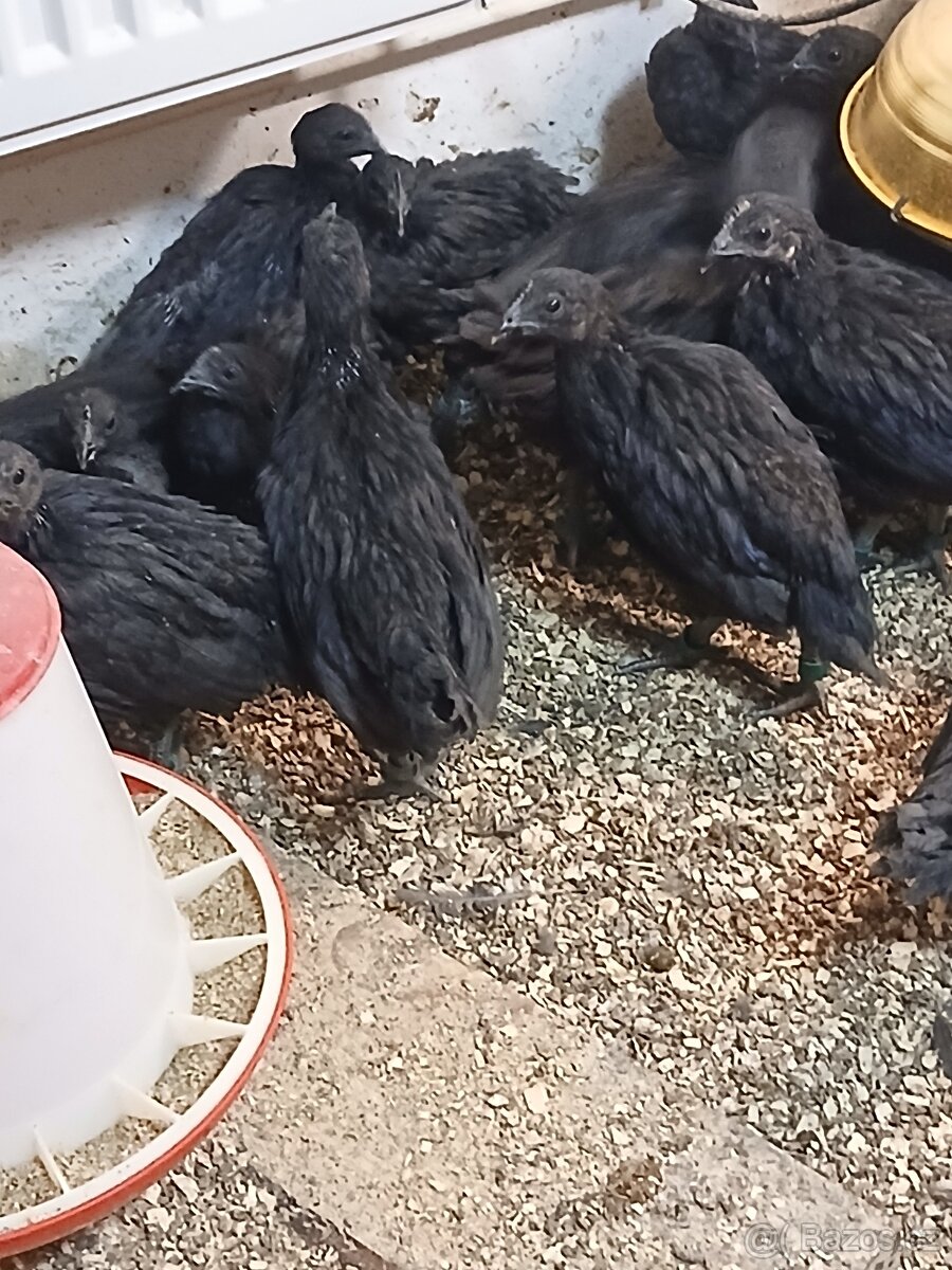 Slepice ayam cemani - 2