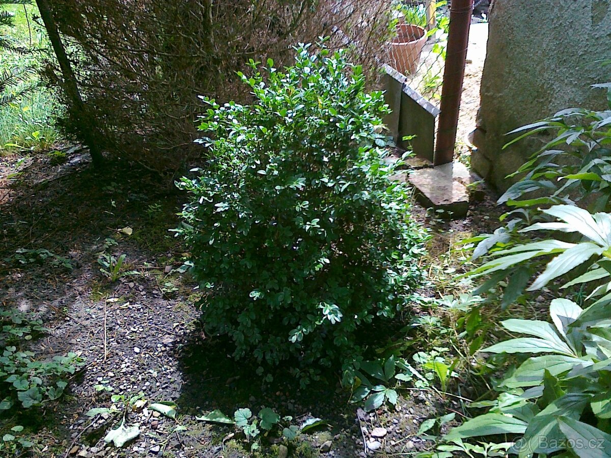 Buxus - 2