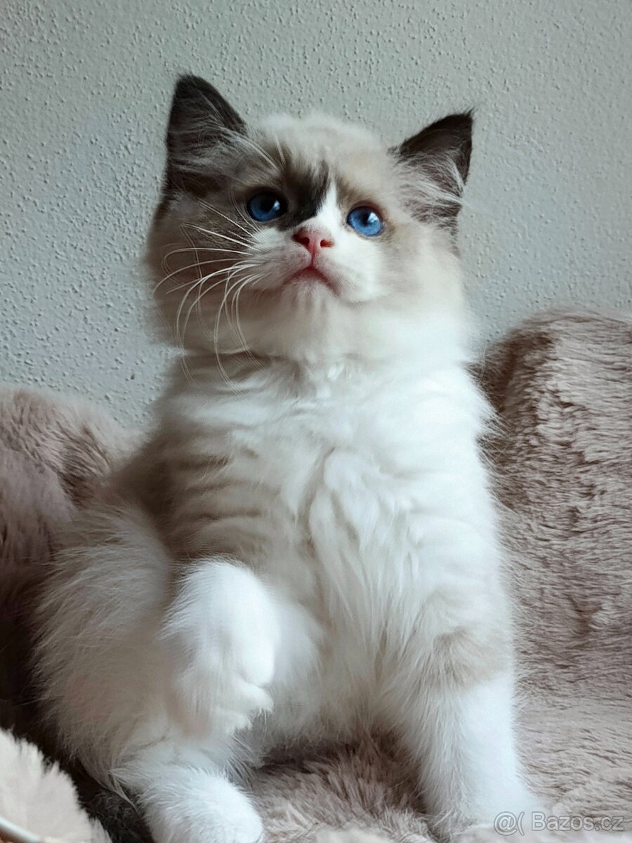 Ragdoll kocourek s PP - 2