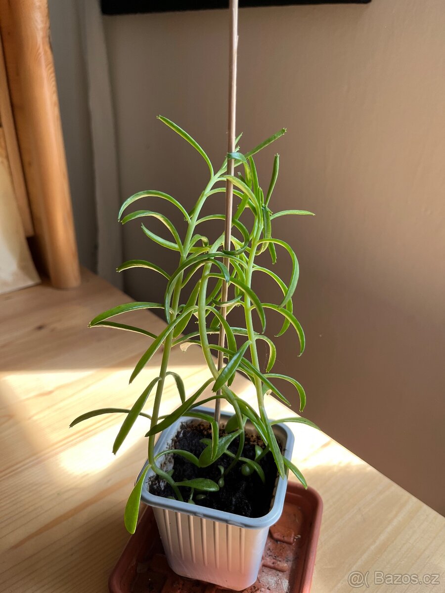 Curio Radicans - sukulentní rostlina - 2