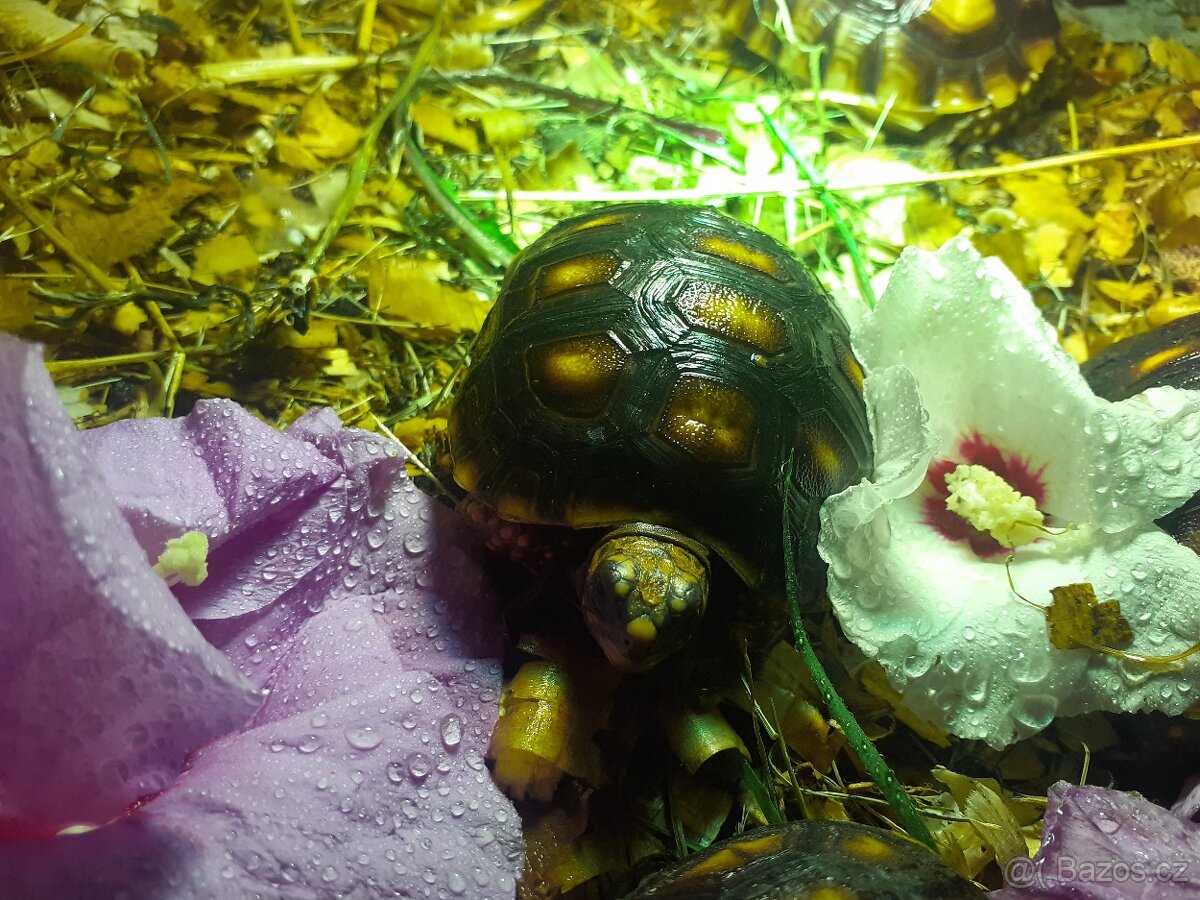 Želva uhlířská - 2