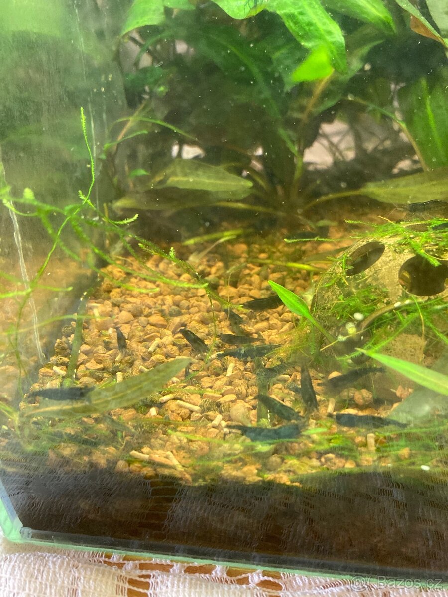 Krevetky Neocaridina (sladkovodní) - 2